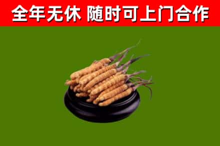 塔城市回收散虫草