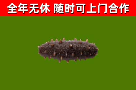 塔城市回收海参干